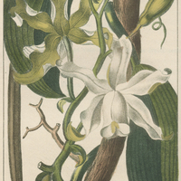 Vanille inodore.