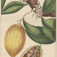 Ambélanier acide.