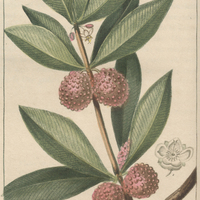 Fragon quadrifolié caranne.