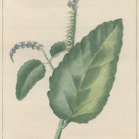 Héliotrope à feuilles d'ormin.