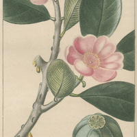 Pérépé à fleurs roses.