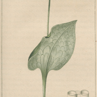 Ophioglosse réticulé.