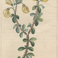 Aspalat ébène.