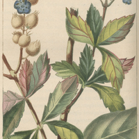Troëne d'Amérique à fleurs bleues.