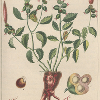 Croton à feuilles de germandrée.