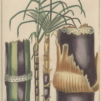 Canamelles violette et rubanée.