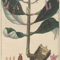 Quinquina luisant.