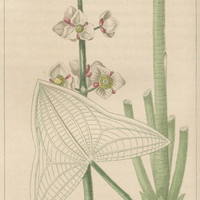 Flêchière obtuse.