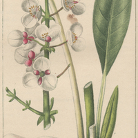 Flèchière à feuilles de plantain.