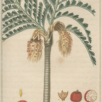 Caryote à fruits brulans.