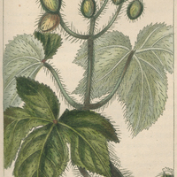 Mèdicinier piquant.