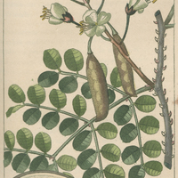 Brésillet des Antilles.