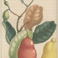 Acajou à pommes.
