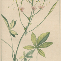Mosambe à cinq feuilles.