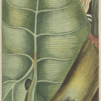 Colocasie brulante.
