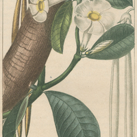 Echite biflore.