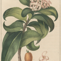 Lauréole hypéricoide.