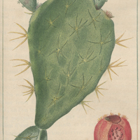 Cactier en raquette.