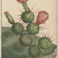 Cactier moniliforme.