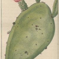 Cactier nopal.