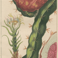 Cactier triangulaire.