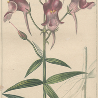 Muflier triornitophore.