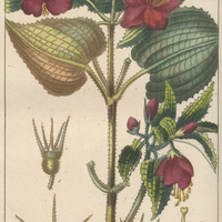 Mélastôme à grandes fleurs.