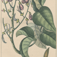 Robinier à fleurs violettes.