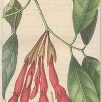 Browne à fleurs écarlates.