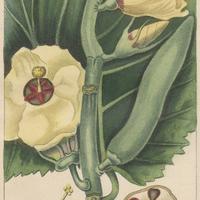 Ketmie corniculée à fleurs jaunes.