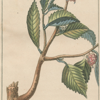 Guimauve satinée à feuilles d'orme.