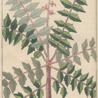 Dodoné à feuilles tricuspidées.