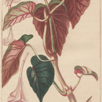 Bégone à feuilles bicolores.