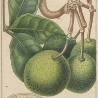 Mabouier d'Amérique.