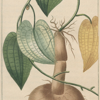 Taminier sceau.