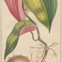 Taminier bicolor.
