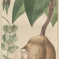 Igname ailée.