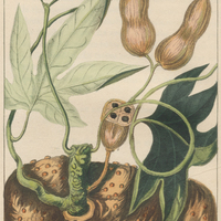 Anguine corniculée.