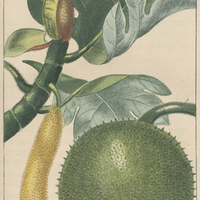 Jaquier decoupé.
