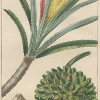 Baquois cultivé.
