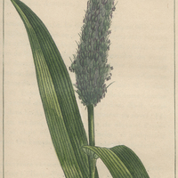 Houque à épi.