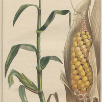 Maïs cultivé.