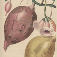 Quamoclit patate (Variétés).