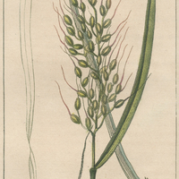 Riz cultivé.
