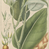 Maranta de l'Inde.