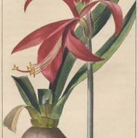 Amaryllis St-Jacques