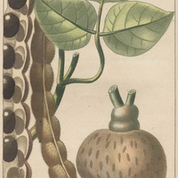 Dolic tubéreux.