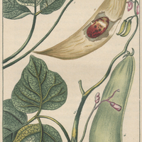Haricots comestibles des Antilles.