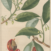 Muscadier aromatique.