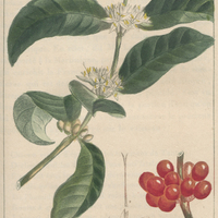 Caféyer.